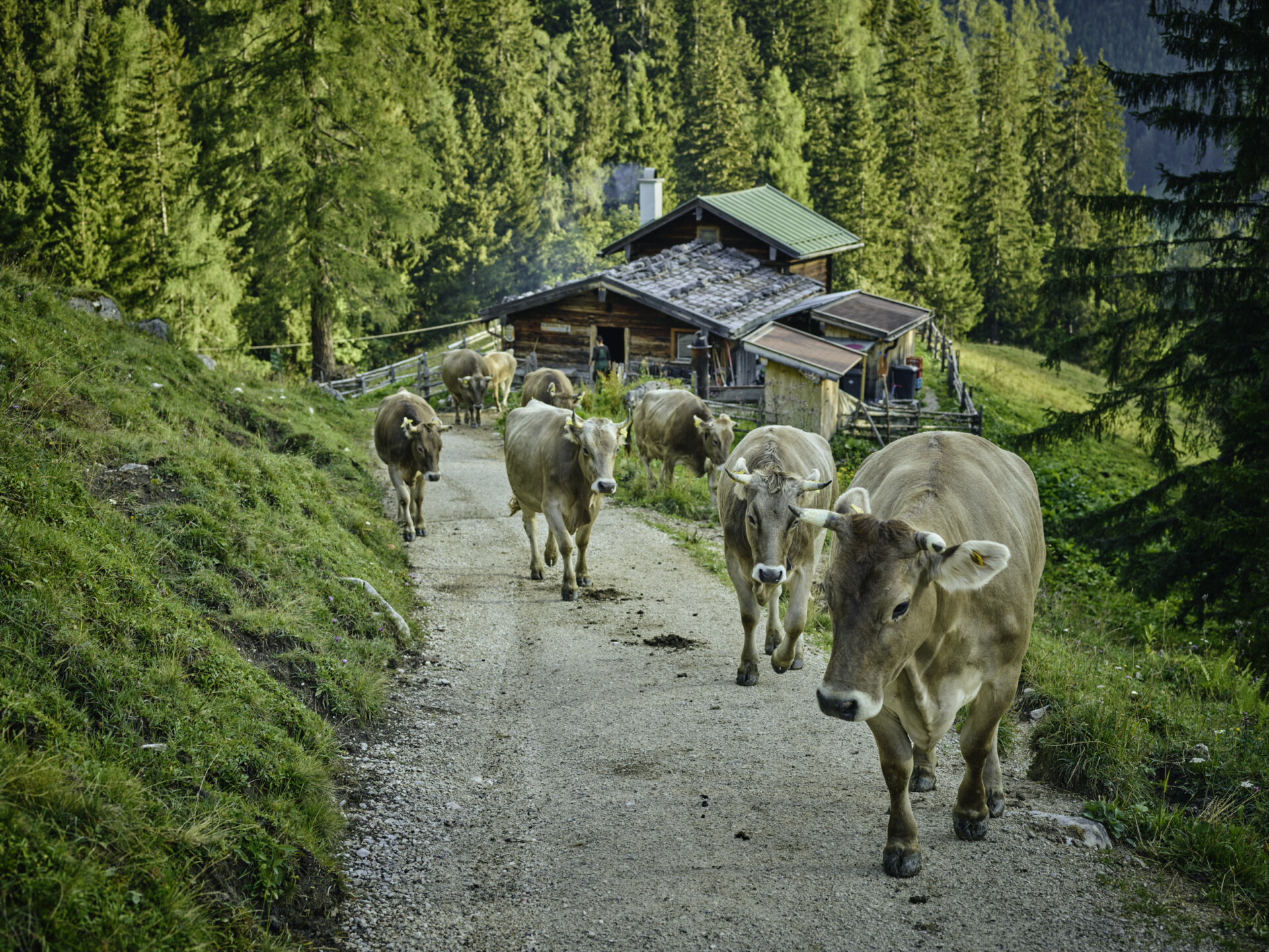 Berchtesgaden, Bergbauer, Almbauer, Almwanderung, Wandern, Berge, Landscapes, Alpin, Outdoorfotografie, Outdoorphotographie, Fotoshooting, Fotografie, Fotograf, Chris Rogl, Photograph, Shooting, Christian Rogl, Wieninger